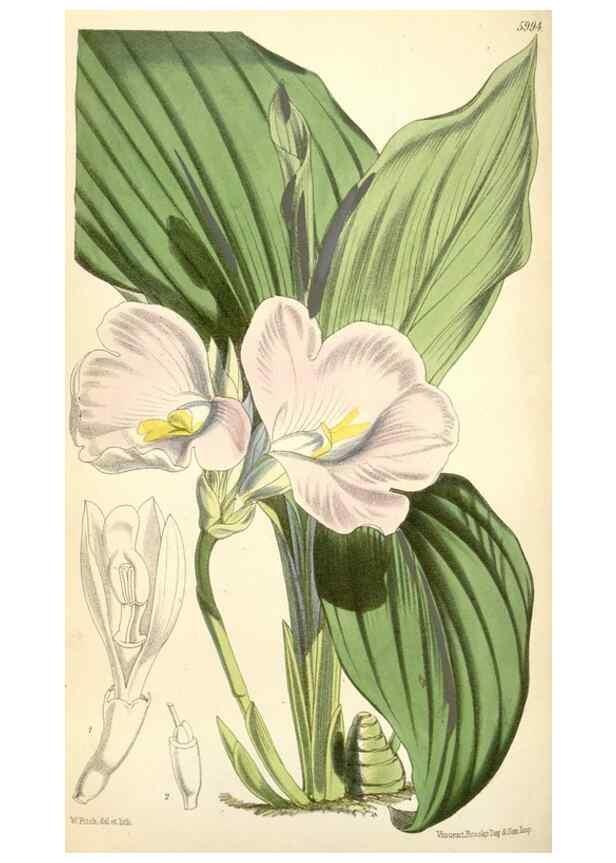 Reproducción/Reproduction 35108974422: Curtis's botanical magazine.. London ; New York [etc.] :Academic Press [etc.]