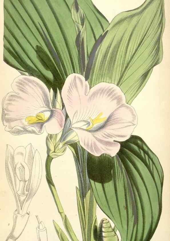 Reproducción/Reproduction 35108974422: Curtis's botanical magazine.. London ; New York [etc.] :Academic Press [etc.]