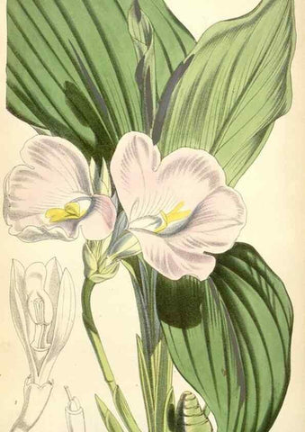 Reproducción/Reproduction 35108974422: Curtis's botanical magazine.. London ; New York [etc.] :Academic Press [etc.]
