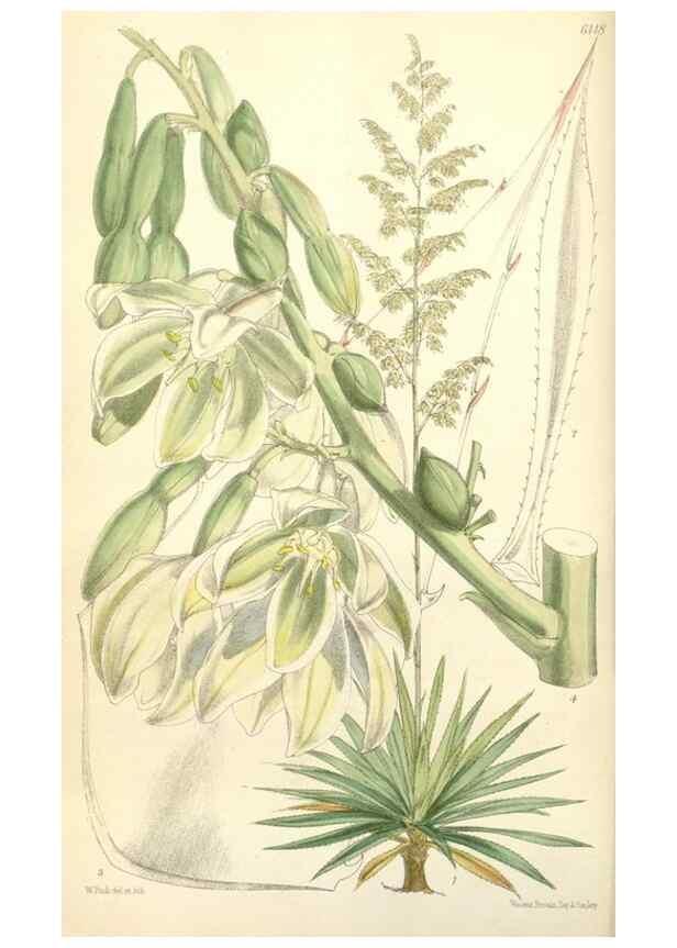 Reproducción/Reproduction 34553560904: Curtis's botanical magazine.. London ; New York [etc.] :Academic Press [etc.]