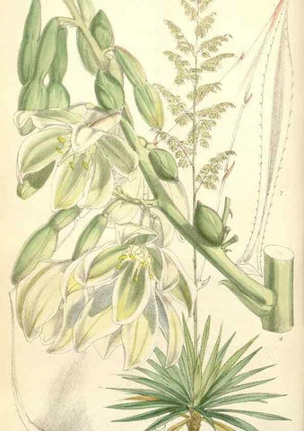 Reproducción/Reproduction 34553560904: Curtis's botanical magazine.. London ; New York [etc.] :Academic Press [etc.]