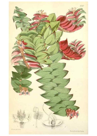 Reproducción/Reproduction 34553565414: Curtis's botanical magazine.. London ; New York [etc.] :Academic Press [etc.]