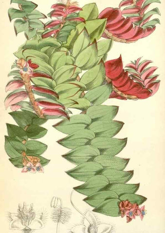 Reproducción/Reproduction 34553565414: Curtis's botanical magazine.. London ; New York [etc.] :Academic Press [etc.]