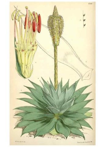 Reproducción/Reproduction 35266856651: Curtis's botanical magazine.. London ; New York [etc.] :Academic Press [etc.]