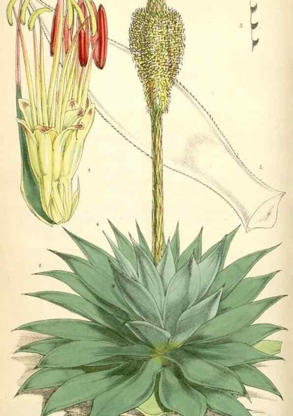 Reproducción/Reproduction 35266856651: Curtis's botanical magazine.. London ; New York [etc.] :Academic Press [etc.]