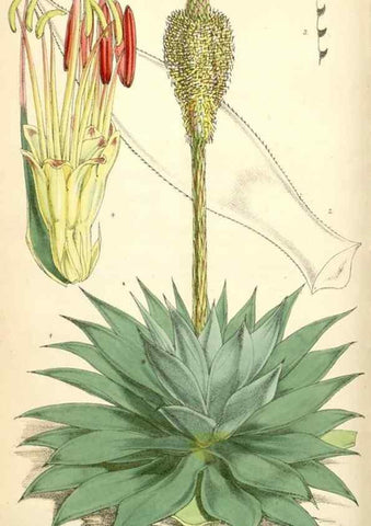 Reproducción/Reproduction 35266856651: Curtis's botanical magazine.. London ; New York [etc.] :Academic Press [etc.]