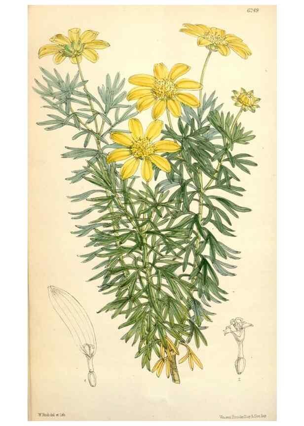 Reproducción/Reproduction 34586997263: Curtis's botanical magazine.. London ; New York [etc.] :Academic Press [etc.]