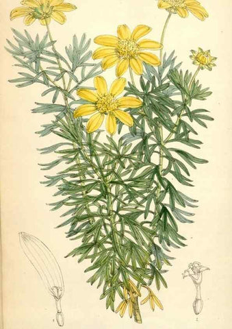 Reproducción/Reproduction 34586997263: Curtis's botanical magazine.. London ; New York [etc.] :Academic Press [etc.]