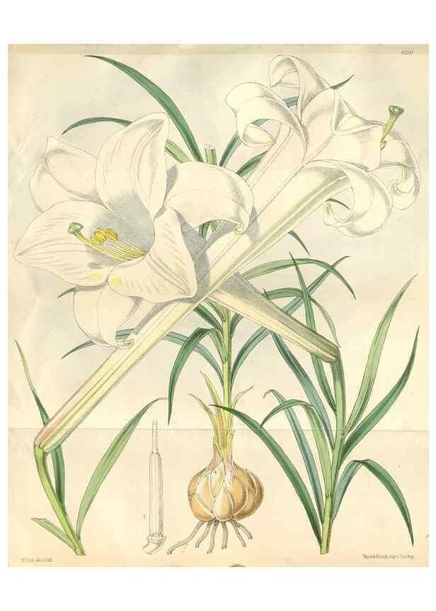 Reproducción/Reproduction 34586999073: Curtis's botanical magazine.. London ; New York [etc.] :Academic Press [etc.]