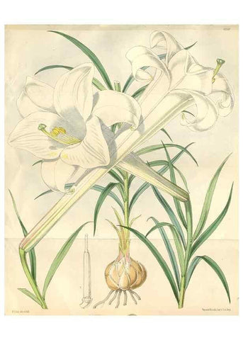 Reproducción/Reproduction 34586999073: Curtis's botanical magazine.. London ; New York [etc.] :Academic Press [etc.]