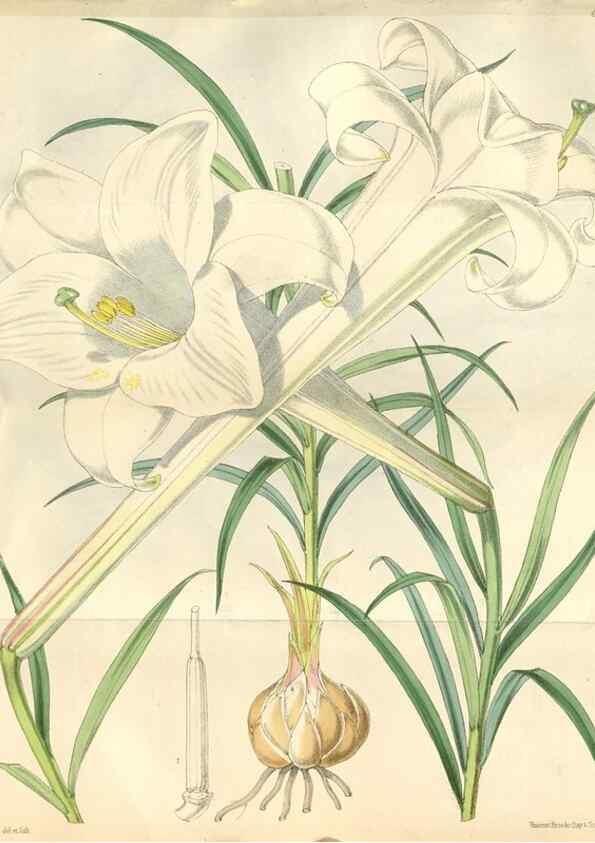 Reproducción/Reproduction 34586999073: Curtis's botanical magazine.. London ; New York [etc.] :Academic Press [etc.]