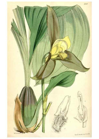 Reproducción/Reproduction 34587001423: Curtis's botanical magazine.. London ; New York [etc.] :Academic Press [etc.]
