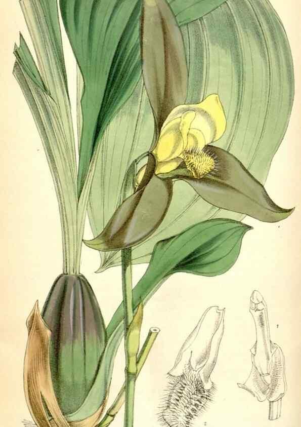 Reproducción/Reproduction 34587001423: Curtis's botanical magazine.. London ; New York [etc.] :Academic Press [etc.]