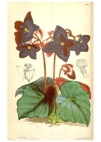 Reproducción/Reproduction 34587003363: Curtis's botanical magazine.. London ; New York [etc.] :Academic Press [etc.]
