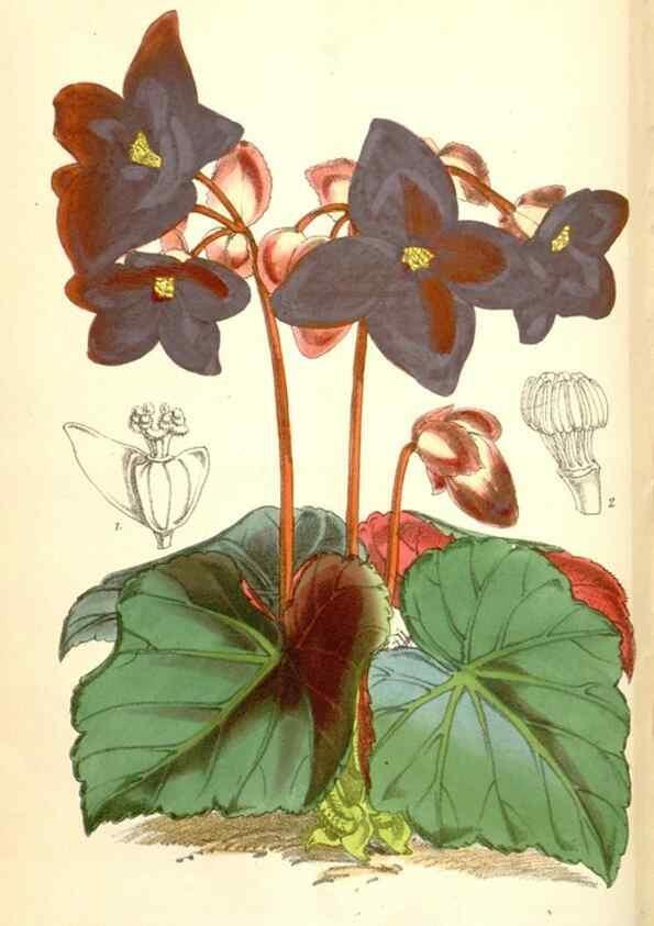 Reproducción/Reproduction 34587003363: Curtis's botanical magazine.. London ; New York [etc.] :Academic Press [etc.]