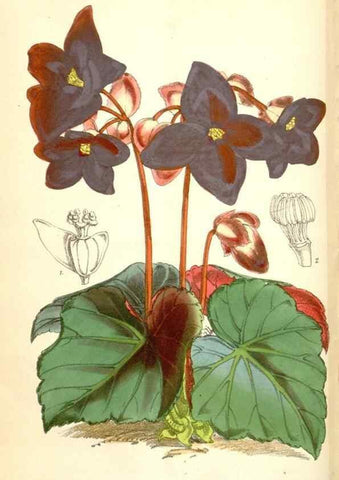 Reproducción/Reproduction 34587003363: Curtis's botanical magazine.. London ; New York [etc.] :Academic Press [etc.]