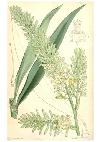 Reproducción/Reproduction 35266868541: Curtis's botanical magazine.. London ; New York [etc.] :Academic Press [etc.]