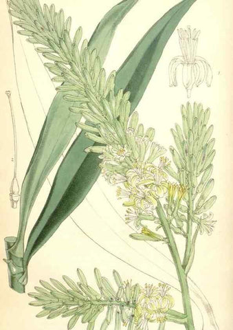 Reproducción/Reproduction 35266868541: Curtis's botanical magazine.. London ; New York [etc.] :Academic Press [etc.]
