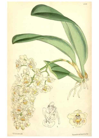 Reproducción/Reproduction 35266871581: Curtis's botanical magazine.. London ; New York [etc.] :Academic Press [etc.]