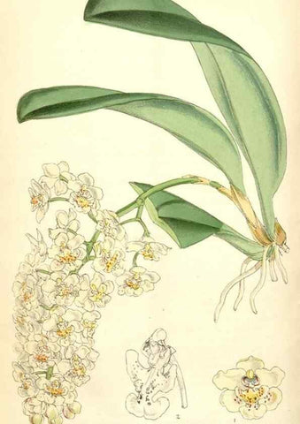 Reproducción/Reproduction 35266871581: Curtis's botanical magazine.. London ; New York [etc.] :Academic Press [etc.]