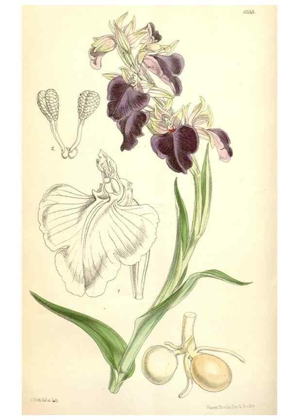 Reproducción/Reproduction 35396316055: Curtis's botanical magazine.. London ; New York [etc.] :Academic Press [etc.]