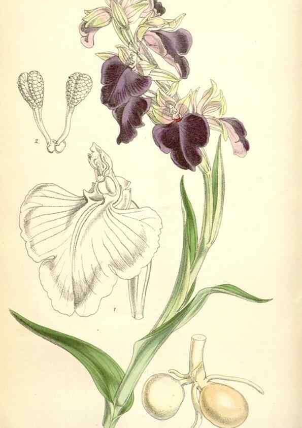 Reproducción/Reproduction 35396316055: Curtis's botanical magazine.. London ; New York [etc.] :Academic Press [etc.]
