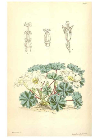 Reproducción/Reproduction 35009558670: Curtis's botanical magazine.. London ; New York [etc.] :Academic Press [etc.]