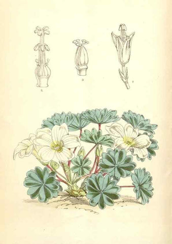 Reproducción/Reproduction 35009558670: Curtis's botanical magazine.. London ; New York [etc.] :Academic Press [etc.]