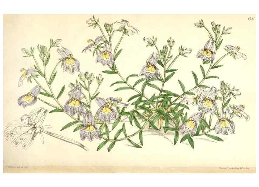 Reproducción/Reproduction 35009560520: Curtis's botanical magazine.. London ; New York [etc.] :Academic Press [etc.]