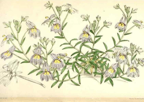Reproducción/Reproduction 35009560520: Curtis's botanical magazine.. London ; New York [etc.] :Academic Press [etc.]