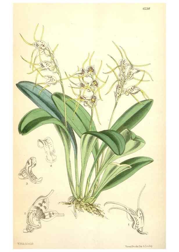Reproducción/Reproduction 35009562360: Curtis's botanical magazine.. London ; New York [etc.] :Academic Press [etc.]