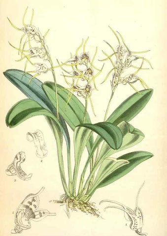 Reproducción/Reproduction 35009562360: Curtis's botanical magazine.. London ; New York [etc.] :Academic Press [etc.]