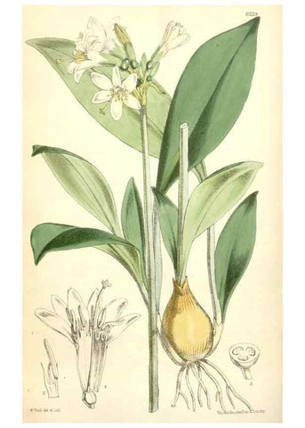 Reproducción/Reproduction 35266880461: Curtis's botanical magazine.. London ; New York [etc.] :Academic Press [etc.]
