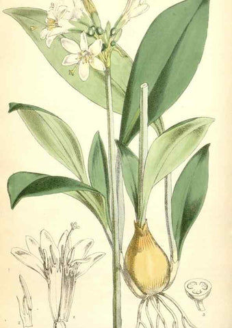 Reproducción/Reproduction 35266880461: Curtis's botanical magazine.. London ; New York [etc.] :Academic Press [etc.]