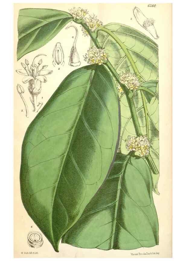 Reproducción/Reproduction 35266882831: Curtis's botanical magazine.. London ; New York [etc.] :Academic Press [etc.]