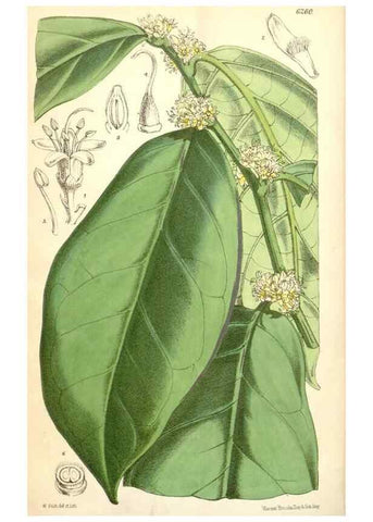 Reproducción/Reproduction 35266882831: Curtis's botanical magazine.. London ; New York [etc.] :Academic Press [etc.]
