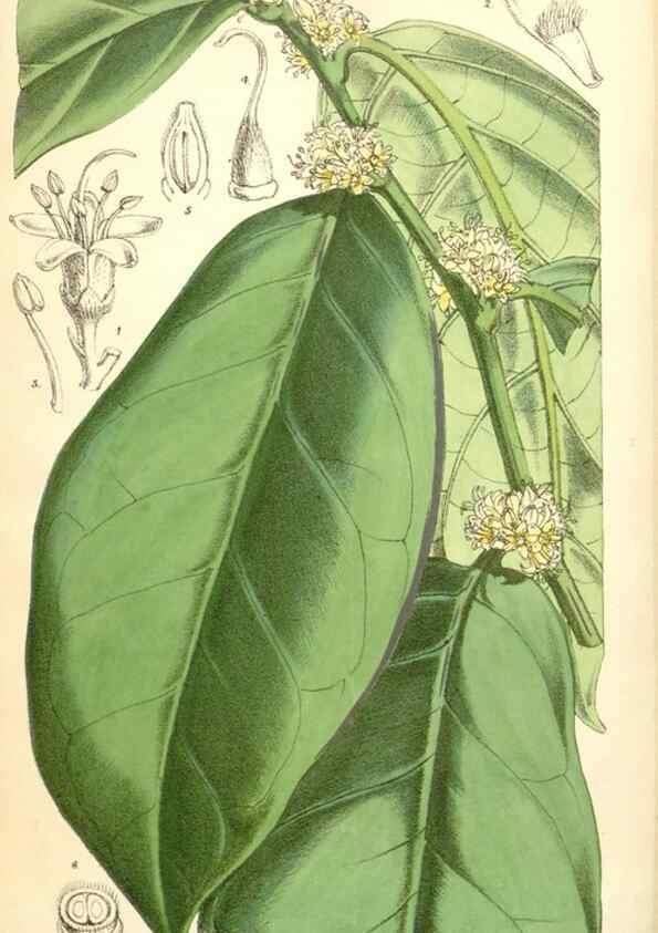 Reproducción/Reproduction 35266882831: Curtis's botanical magazine.. London ; New York [etc.] :Academic Press [etc.]