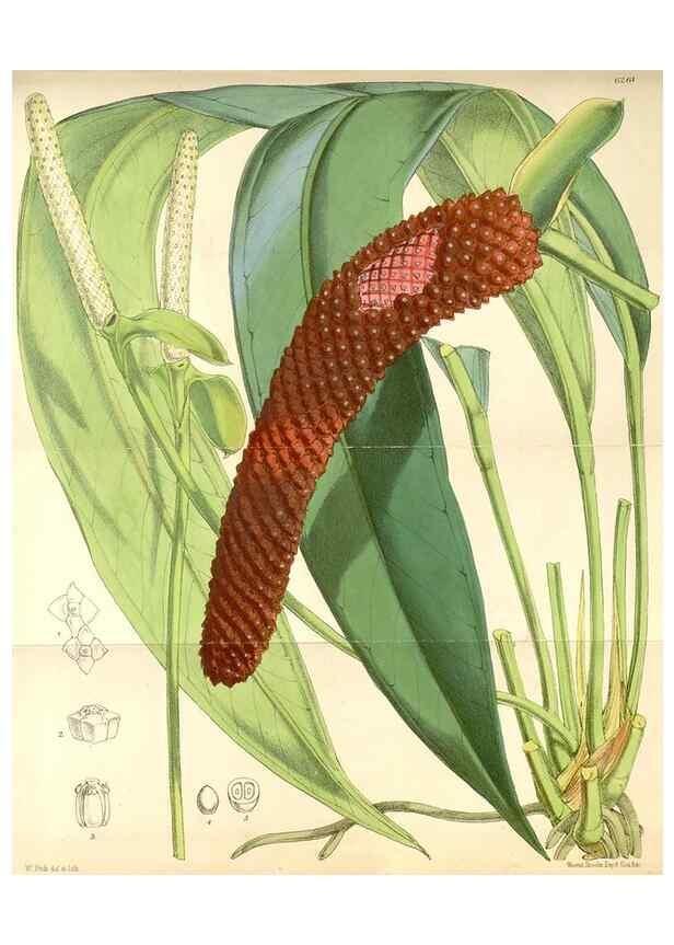 Reproducción/Reproduction 35266885141: Curtis's botanical magazine.. London ; New York [etc.] :Academic Press [etc.]