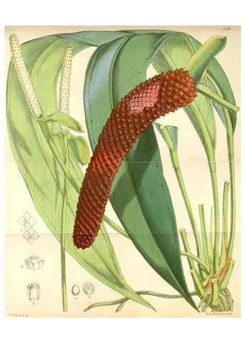Reproducción/Reproduction 35266885141: Curtis's botanical magazine.. London ; New York [etc.] :Academic Press [etc.]
