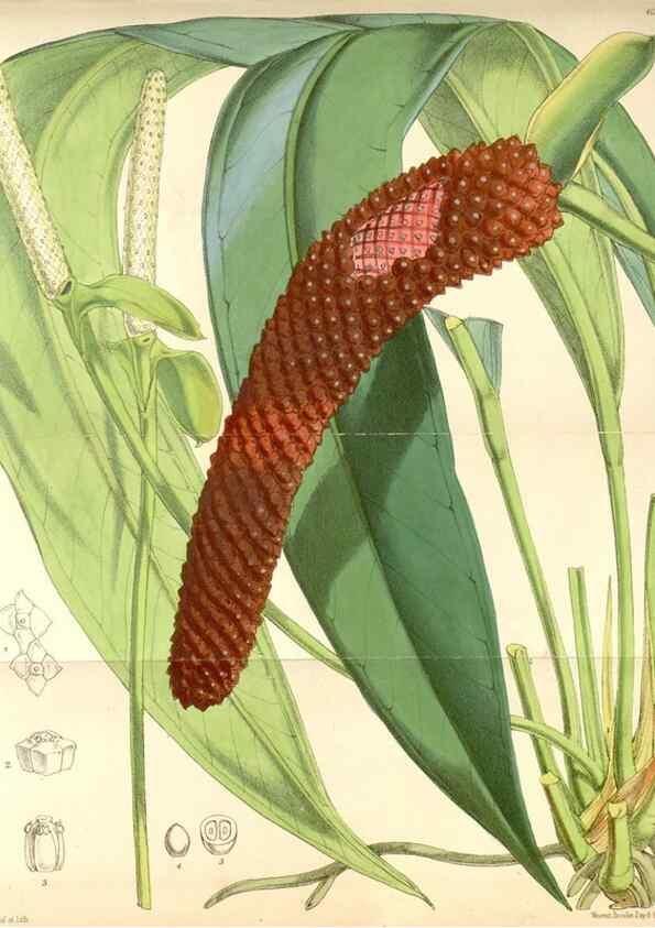 Reproducción/Reproduction 35266885141: Curtis's botanical magazine.. London ; New York [etc.] :Academic Press [etc.]