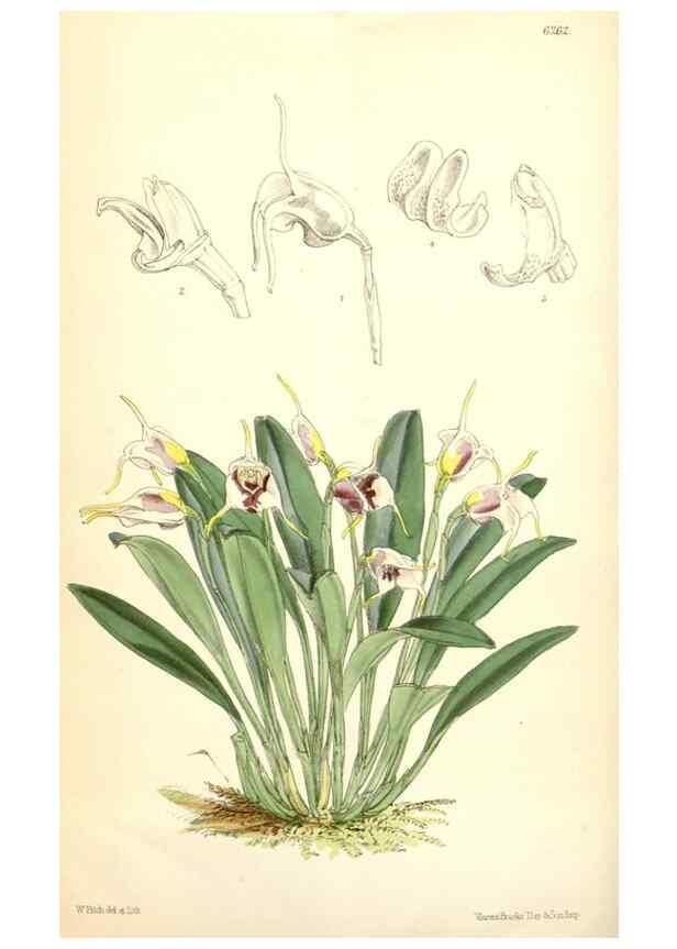 Reproducción/Reproduction 35266888041: Curtis's botanical magazine.. London ; New York [etc.] :Academic Press [etc.]