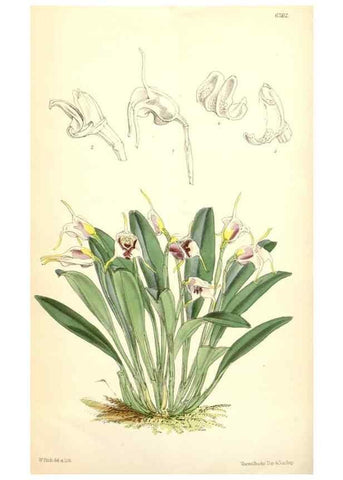 Reproducción/Reproduction 35266888041: Curtis's botanical magazine.. London ; New York [etc.] :Academic Press [etc.]