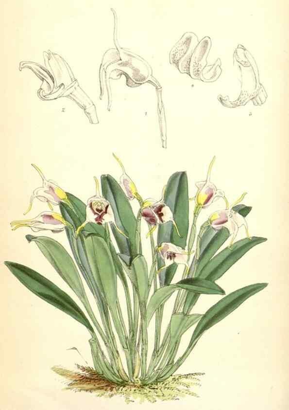 Reproducción/Reproduction 35266888041: Curtis's botanical magazine.. London ; New York [etc.] :Academic Press [etc.]