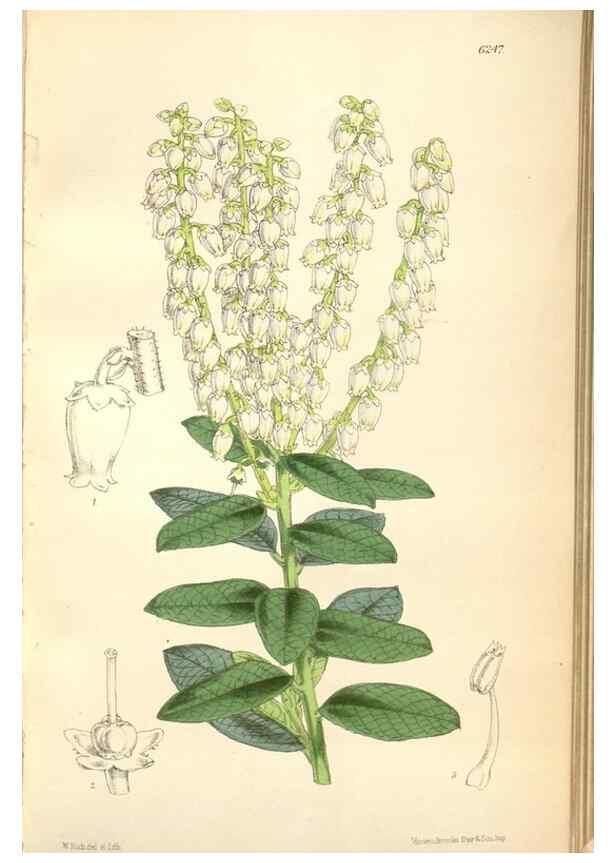 Reproducción/Reproduction 35266853901: Curtis's botanical magazine.. London ; New York [etc.] :Academic Press [etc.]