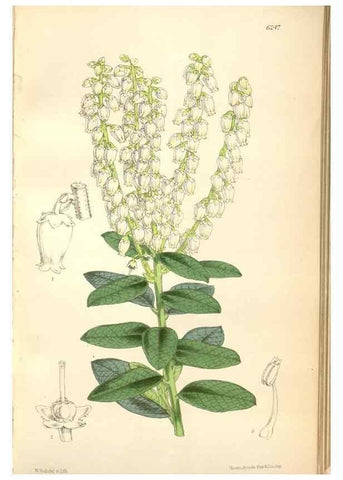 Reproducción/Reproduction 35266853901: Curtis's botanical magazine.. London ; New York [etc.] :Academic Press [etc.]