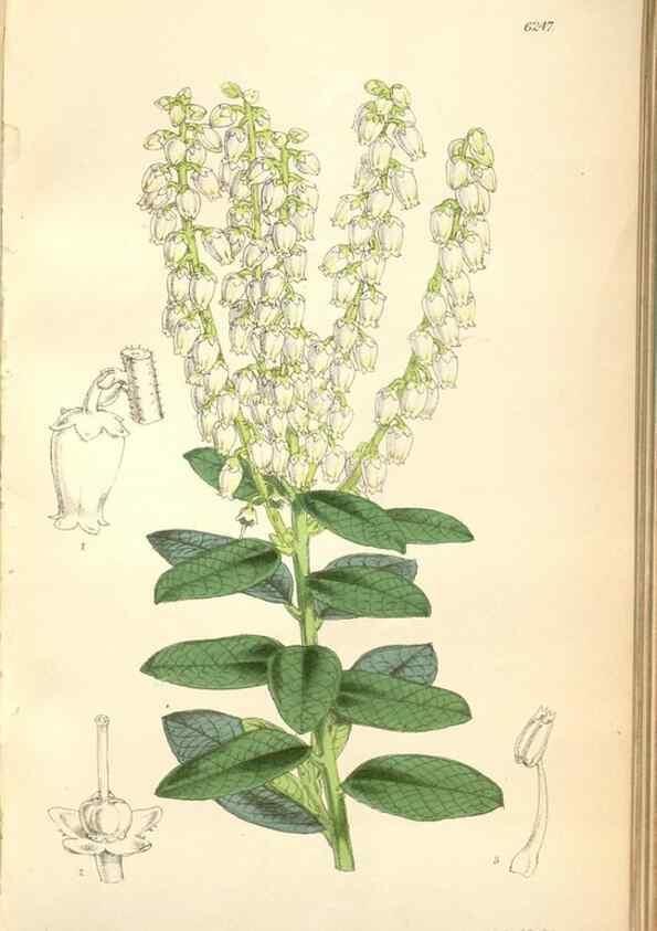 Reproducción/Reproduction 35266853901: Curtis's botanical magazine.. London ; New York [etc.] :Academic Press [etc.]