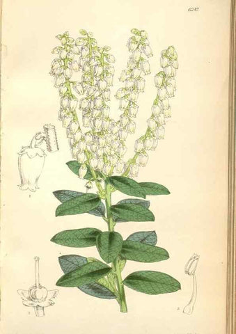 Reproducción/Reproduction 35266853901: Curtis's botanical magazine.. London ; New York [etc.] :Academic Press [etc.]