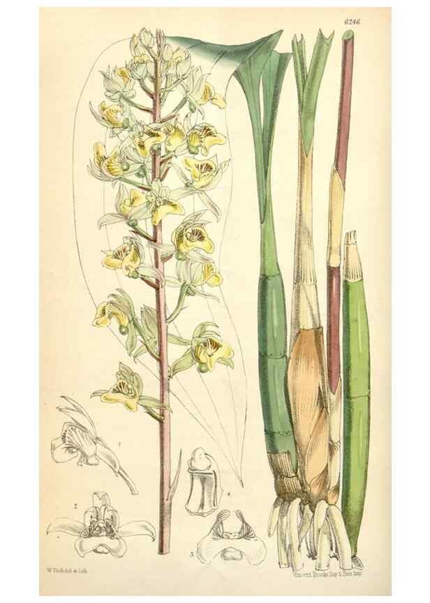 Reproducción/Reproduction 35357188246: Curtis's botanical magazine.. London ; New York [etc.] :Academic Press [etc.]