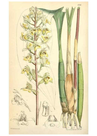 Reproducción/Reproduction 35357188246: Curtis's botanical magazine.. London ; New York [etc.] :Academic Press [etc.]