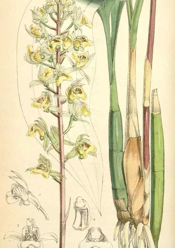 Reproducción/Reproduction 35357188246: Curtis's botanical magazine.. London ; New York [etc.] :Academic Press [etc.]